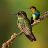Kolibrik ohnivobrady - Panterpe insignis - Fiery-throated Hummingbird o1642
